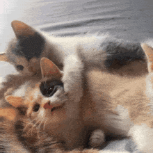 two calico cats laying on top of each other