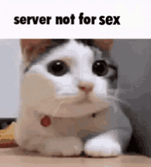 Server Not For Sex GIF - Server Not For Sex GIFs