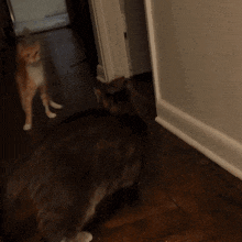 two cats are standing next to each other on the floor