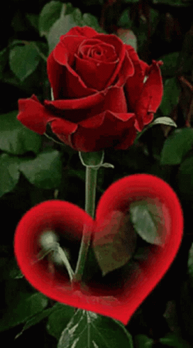animated rose with heart