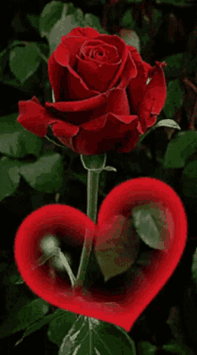 Red Rose Heart GIF - Red Rose Heart Love GIFs