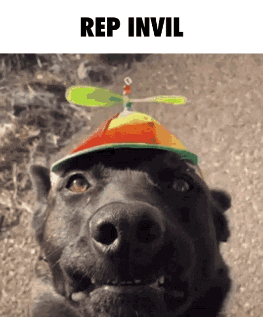 Dog with helicopter clearance hat