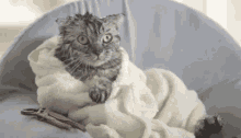 Cold Cat GIF - Cat Cold Towel GIFs