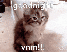 a picture of a kitten with the words goodnight vnm !!!