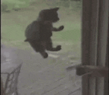 Silly Cat Getting Silly GIF