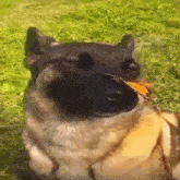 A Butterfly On A Dog I Have No Enemies GIF - A Butterfly On A Dog I Have No Enemies GIFs