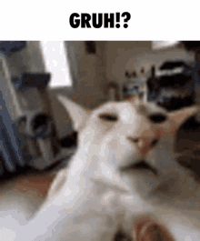 Gruh Guh GIF - Gruh Guh Guh Cat GIFs