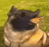 a dog with a butterfly in its mouth .