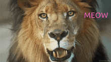 Meow Lion GIF - Meow Lion GIFs