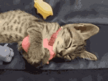 Cat Kitten GIF - Cat Kitten Cuddle GIFs