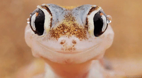 geckos-cute.gif