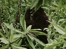 Eating Dian Fossey Narrates Her Life With Gorillas In This Vintage Footage GIF - Eating Dian Fossey Narrates Her Life With Gorillas In This Vintage Footage World Gorilla Day GIFs