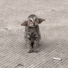 Yoda Cat GIF - Yoda Cat GIFs