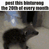 a picture of a raccoon with the words `` post this binturong the 20th of every month '' .