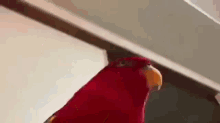 Red Bird Red GIF - Red Bird Red Bird GIFs