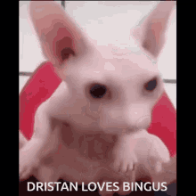 Dristan Dristanlovesbingus GIF - Dristan Dristanlovesbingus GIFs