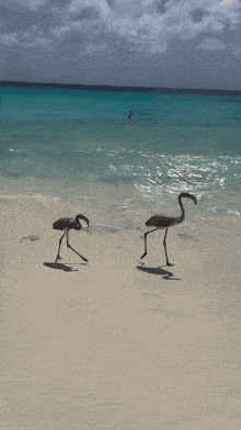two flamingos standing on a sandy beach near the water