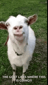 Goat Goatlick GIF - Goat Goatlick Tongueout GIFs