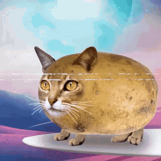 Cat potato 2024