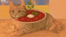 a cat is laying on a table with a bowl of food coming out of its mouth