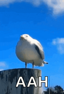 Seagull Screaming GIF