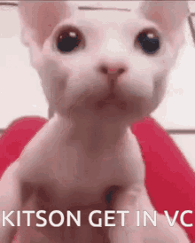 Kitson Get GIF - Kitson Get In GIFs