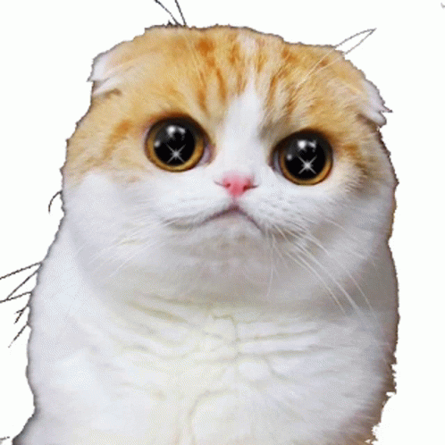 Cat Cute Sticker - Cat Cute - Discover & Share GIFs