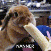 Nanner Banana GIF - Nanner Banana Rabbit GIFs