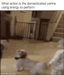What The Dog Doin What The Dog Doing GIF - What The Dog Doin What The Dog Doing Dog GIFs