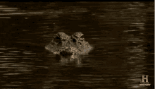 Crocodile Stealthy GIF - Crocodile Stealthy Sneaky GIFs