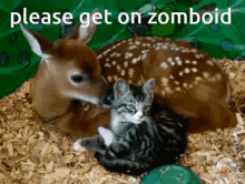 zomboid technopirates animal kiss