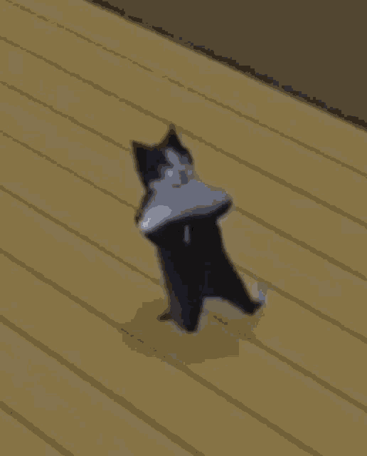 Animated Gif Dancing Cat