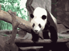 Panda Funny GIF - Panda Funny Lazy Animal GIFs