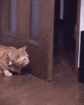 two cats are standing next to each other in a room .