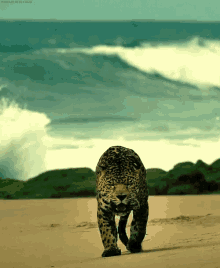 Leopard Sea GIF - Leopard Sea Walking GIFs