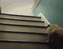 Pug Stairs GIF - Pug Stairs Jumping GIFs