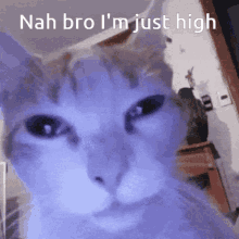 Cat High Af GIF - Cat High Af High GIFs
