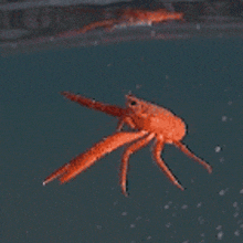 Crustacean Ocean GIF - Crustacean Ocean Turning GIFs