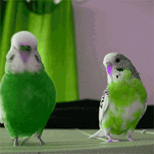 Cutie Birds GIF - Cutie Birds GIFs