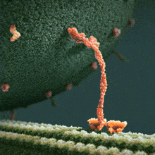 Myosin Molecular Biology GIF