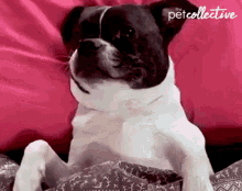 In Bed The Pet Collective GIF