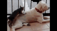Kitty Masseuse GIF - Dog Cat Audio GIFs