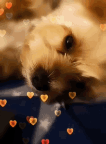 Love Dog GIF - Love Dog Hearts GIFs