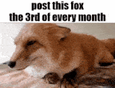 a fox is laying down on a bed with the words `` post this fox the 3rd of every month '' written above it .