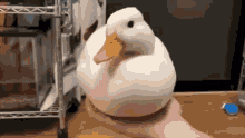 Magic Duck GIF - Magic Duck GIFs