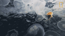 Jellyfish Alaskas Deadliest GIF - Jellyfish Alaskas Deadliest Moon Jellyfish GIFs