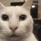 a close up of a white cat looking at the camera