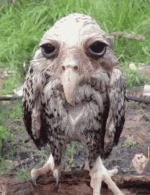 Wet Owl GIF