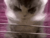 Epic Cat Over 9000 GIF - Epic Cat Cat Over 9000 GIFs