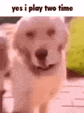 a dog is standing on a sidewalk and looking at the camera with the caption `` yes i play two time '' .